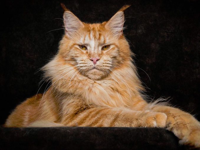 8 порода полосатых котов и кошек: описание, характер и цена котят
