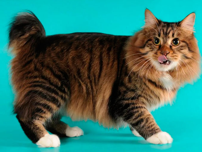 У какой породы кошек короткий хвост?
