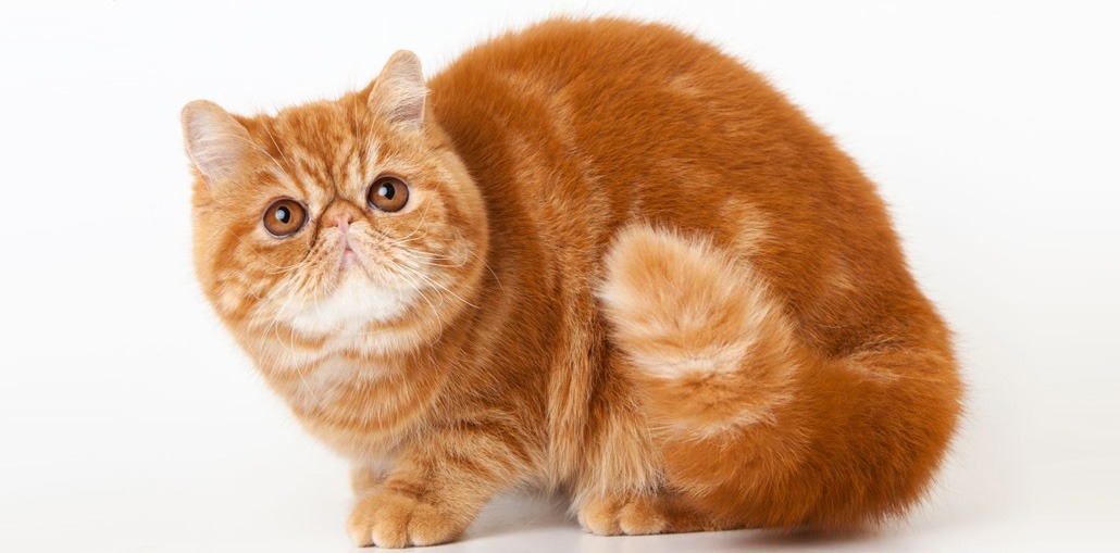 Экзотическая короткошёрстная кошка - фото и описание (характер, уход и  кормление)