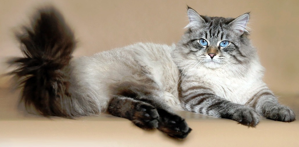 Невские маскарадные кошки - все их плюсы, минусы... и цены