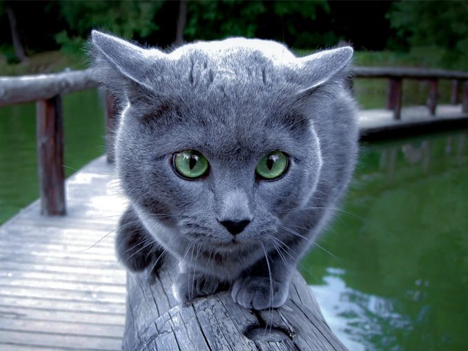 русские голубые кошки