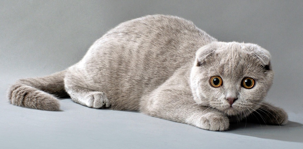 Шотландские вислоухие кошки: фото и описание (характер, уход и кормление)