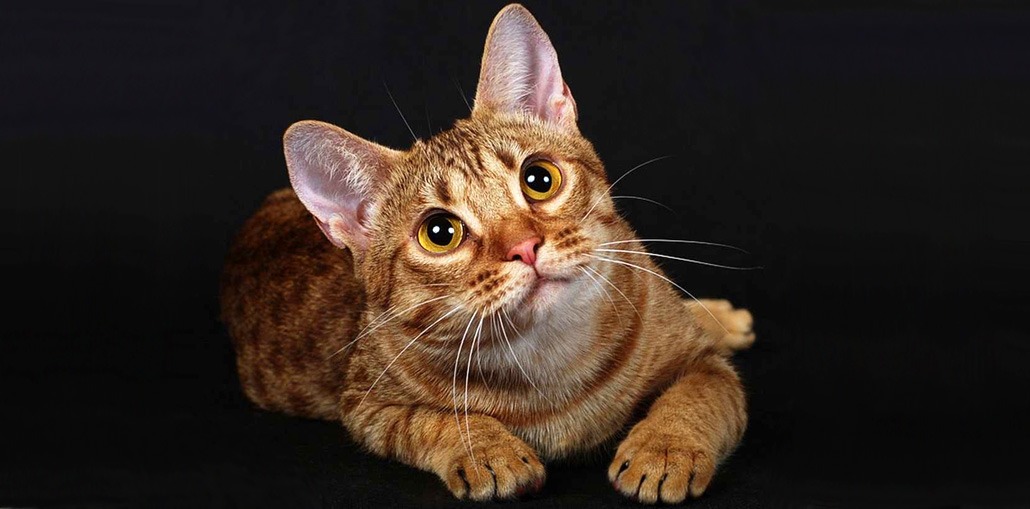 Оцикет - фото и описание породы кошек (характер, уход и кормление)