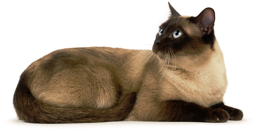 Тонкинез - фото и описание породы кошек (характер, уход и кормление)