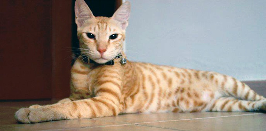 Породы кошек с описанием и фото Arabian-mau-3