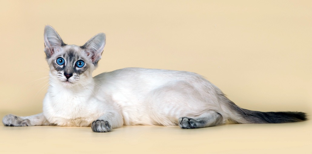 балинезийская кошка