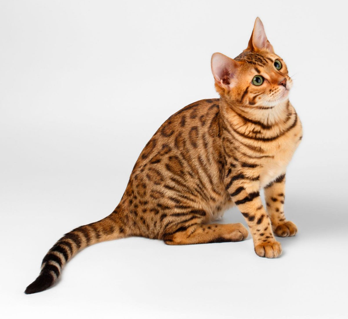 Бенгальские кошки - фото и описание особенностей породы