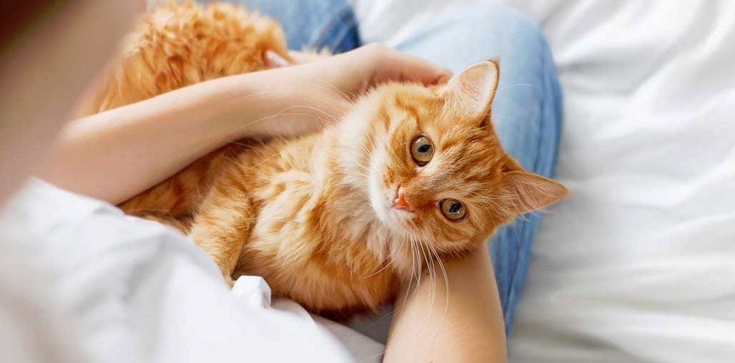 Почему кошки и коты топчут передними лапами нас, сородичей и мебель